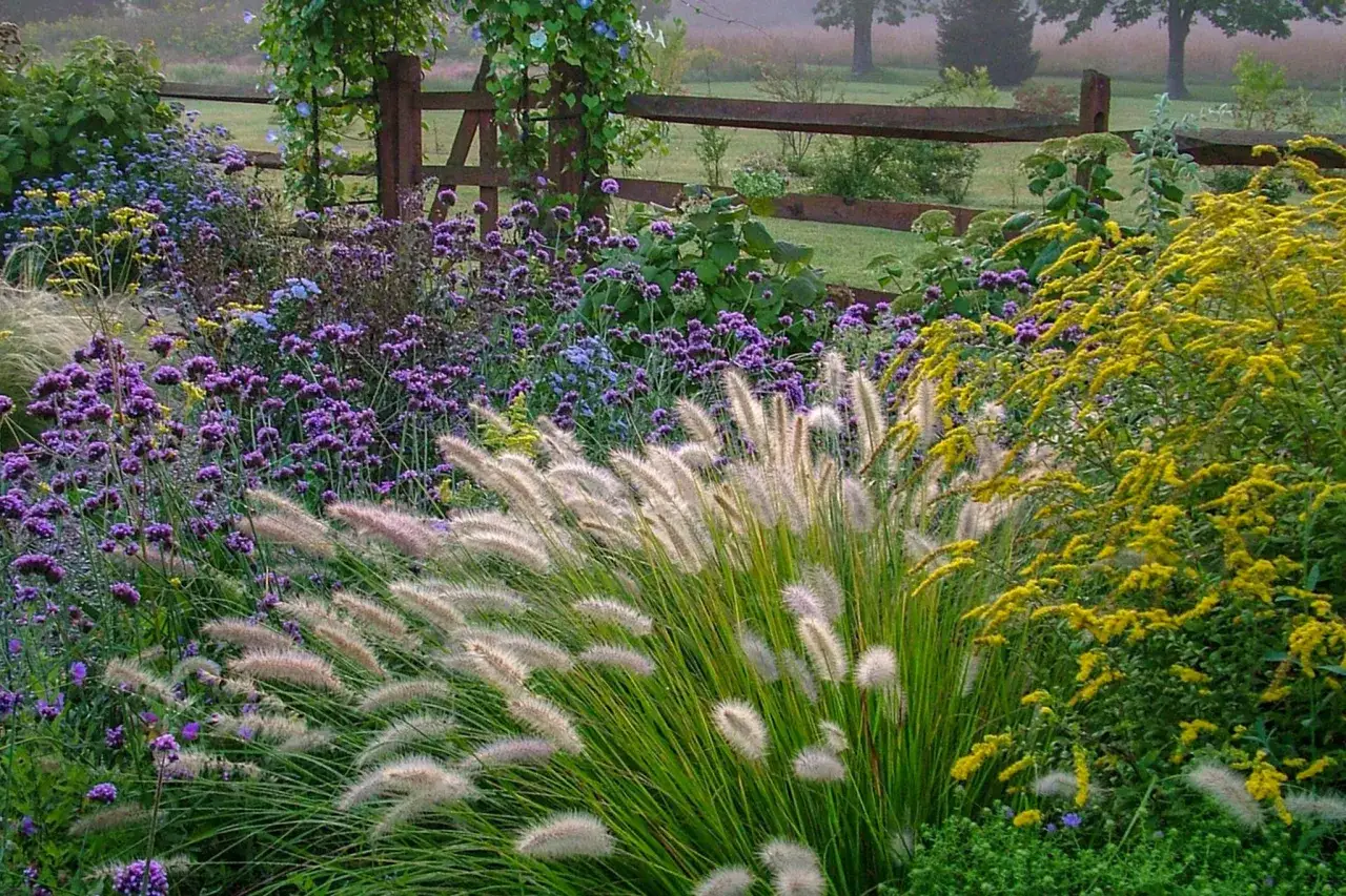 Ein modernes Blumenbeet mit lila und gelben Blüten, Gräsern und einem Holzzaun im Hintergrund.