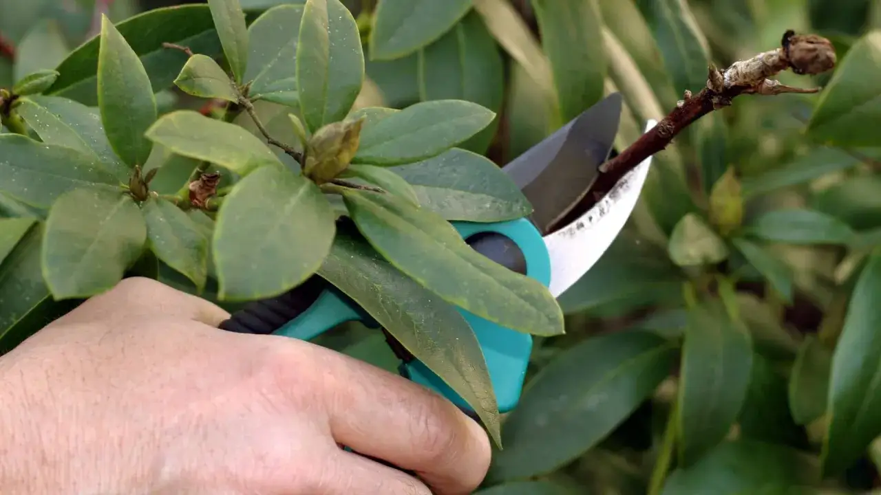 Hand mit Gartenschere schneidet einen Ast eines Rhododendron.