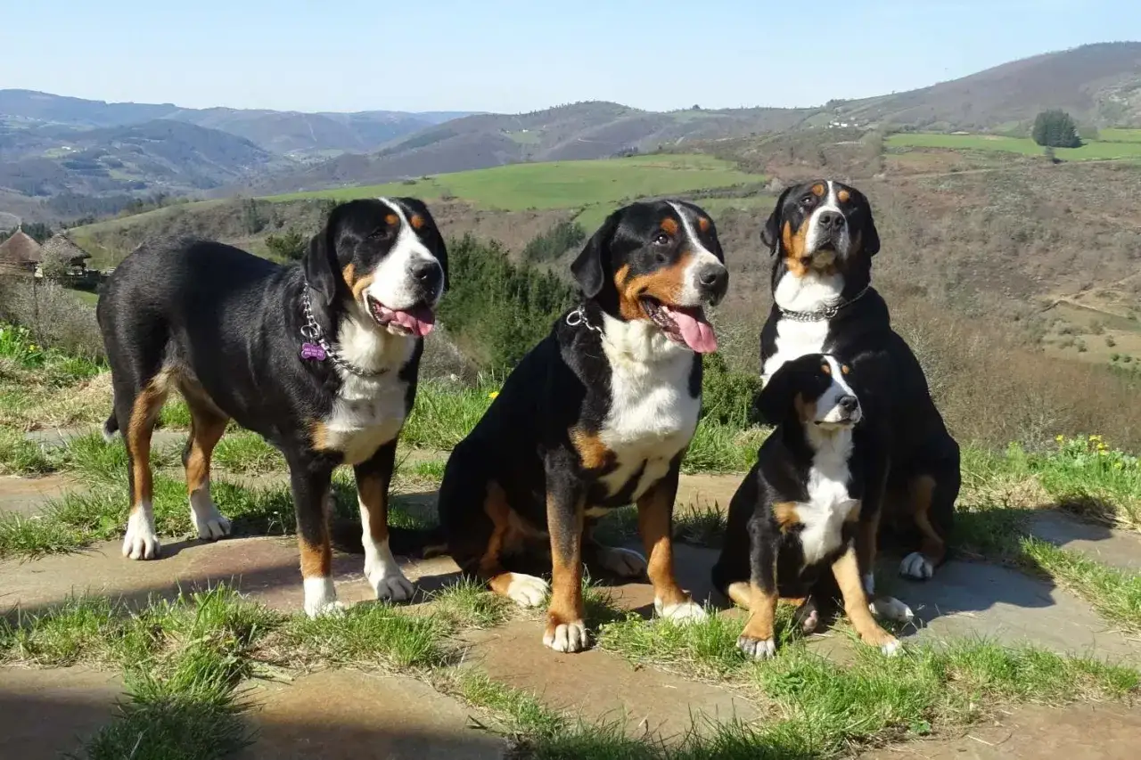 Cuatro boyeros de Appenzell posan en un paisaje montañoso soleado.
