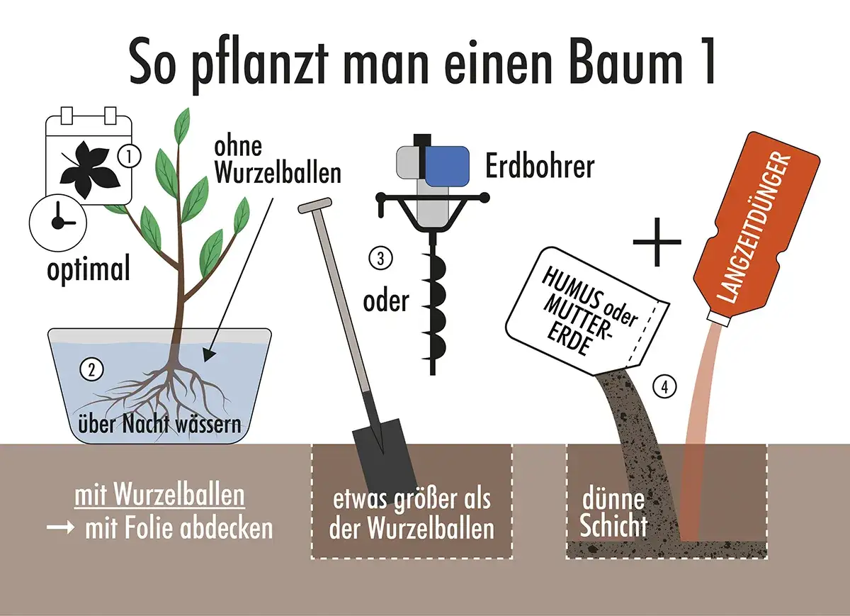 Schritt-f&uuml;r-Schritt-Anleitung, wie man einen Baum pflanzt: Wurzeln w&auml;ssern, Loch graben (Spaten oder Erdbohrer), Humus und Langzeitd&uuml;nger hinzuf&uuml;gen.