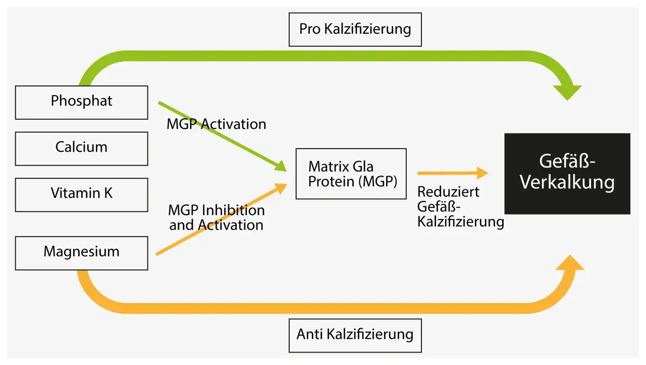 Diagramm zeigt, wie Vitamin K, Kalzium und Phosphat die Gef&auml;&szlig;verkalkung beeinflussen. Vitamin K aktiviert MGP, was Gef&auml;&szlig;verkalkung reduziert.