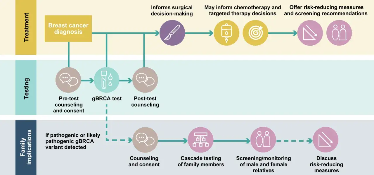 Schema zeigt den Weg nach einer Brustkrebsdiagnose: gBRCA-Test, Beratung, Therapieentscheidungen und Familienimplikationen.