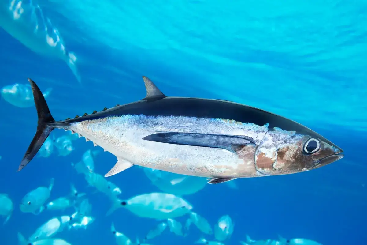 Un bonito del norte nada en aguas azules, rodeado de otros peces.