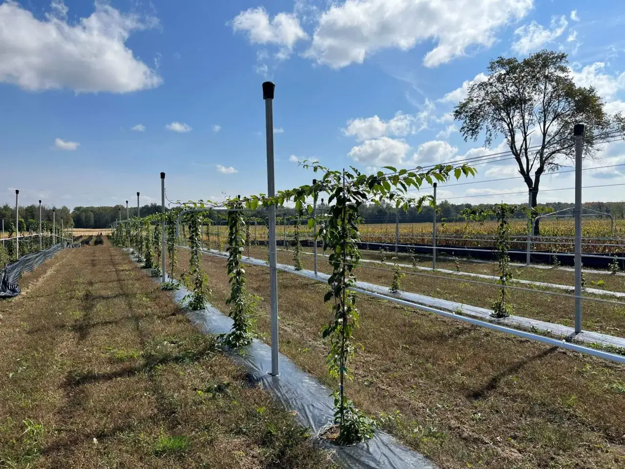 Jeunes plants de kiwi guidés sur des fils, formant une haie verte sous un ciel bleu. Un grand arbre se dresse au loin.