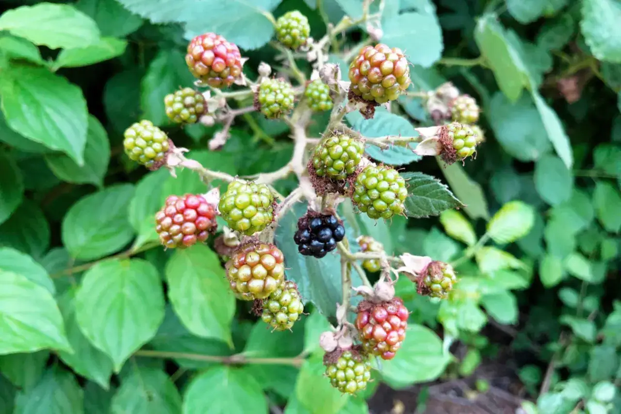 Reife und unreife Brombeeren an einem Strauch. Ein perfekter Zeitpunkt, um Brombeeren zu vermehren.