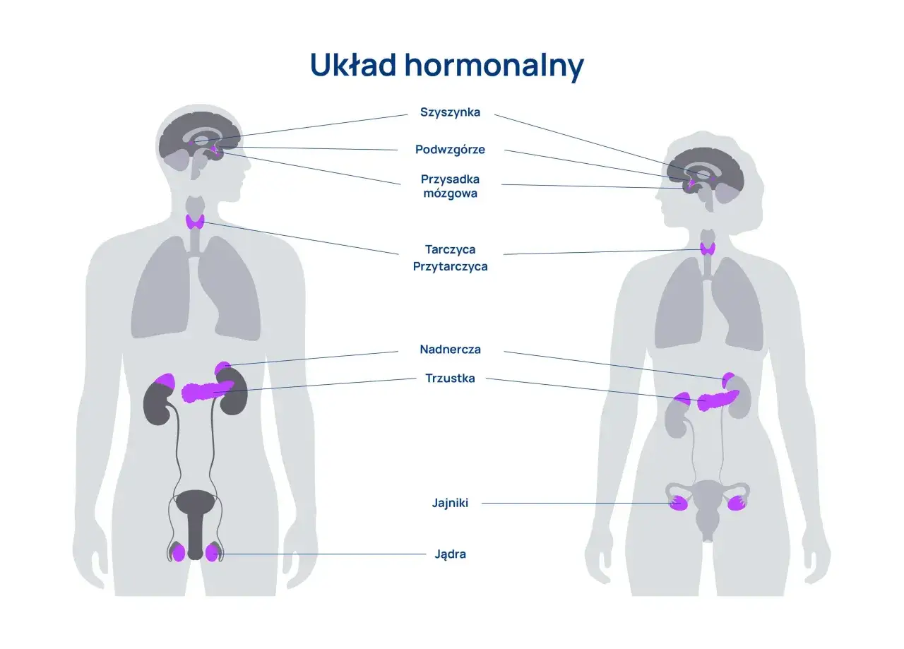 Schemat układu hormonalnego człowieka, pokazujący gruczoły produkujące hormony. Zaburzenia hormonalne mogą wpływać na wiele funkcji organizmu.