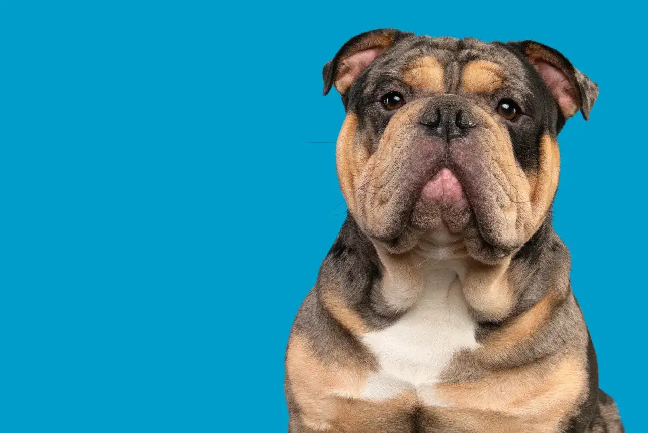 Ein **old english bulldog** mit Falten und einem treuen Blick vor blauem Hintergrund.