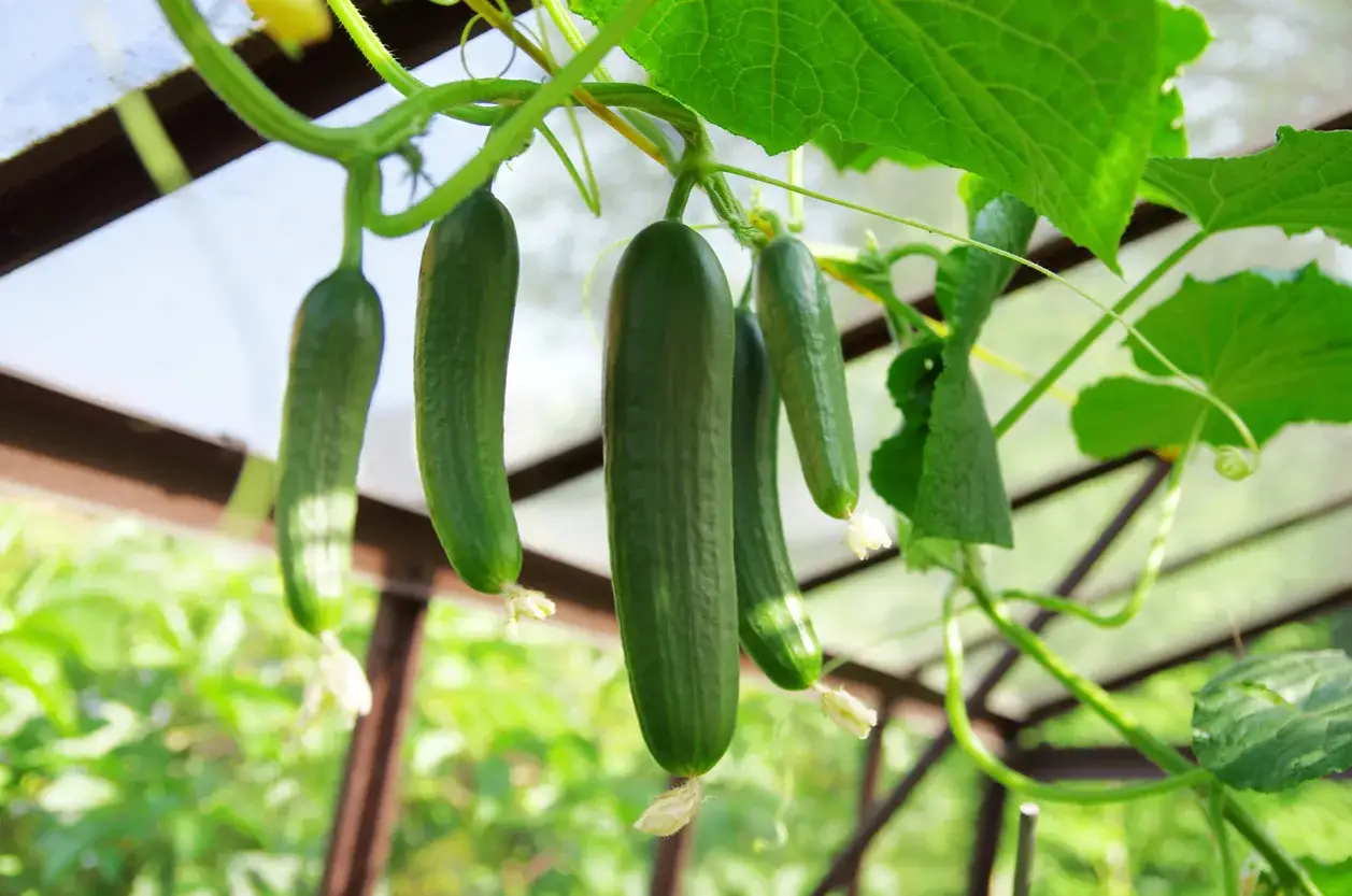 Une variété de concombre mûrit sous le soleil d'une serre, ses fruits verts pendant des tiges robustes.