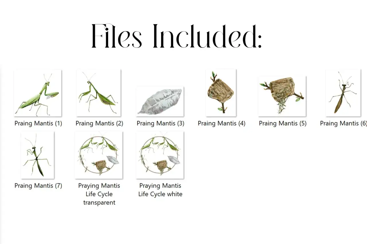 Illustrations of praying mantises and their life cycle, perfect for praying mantis season.
