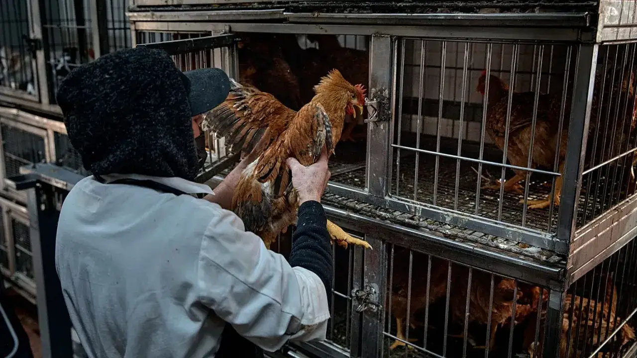 Osoba w kapturze i fartuchu wyjmuje kurczaka z klatki. W tle inne ptaki, potencjalne ognisko ptasiej grypy.