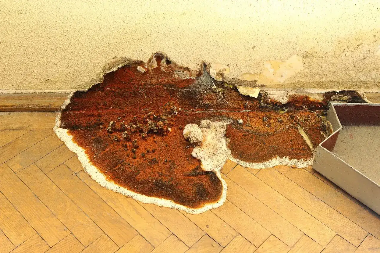 Brauner, schleimiger Belag mit wei&szlig;en R&auml;ndern breitet sich auf Holzboden und Wand aus. So kann man Hausschwamm erkennen.