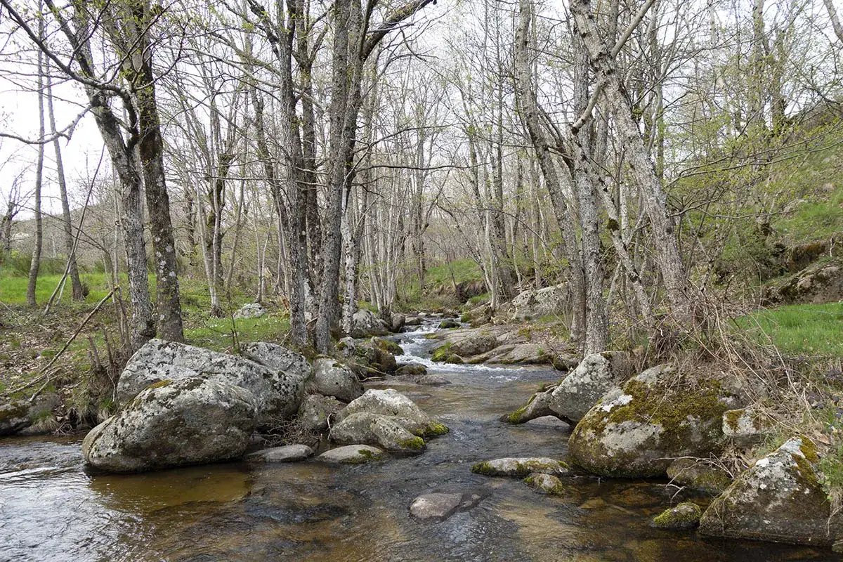 Un ruisseau serpente à travers une forêt aux arbres fins, formant une cascade de runes rocheuses et mousseuses.