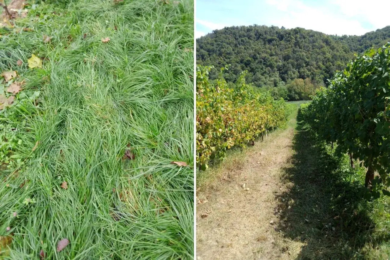 Erba alta e vigneti rigogliosi, un paesaggio che evoca il **vino biodinamico significato**: rispetto per la terra e cicli naturali.