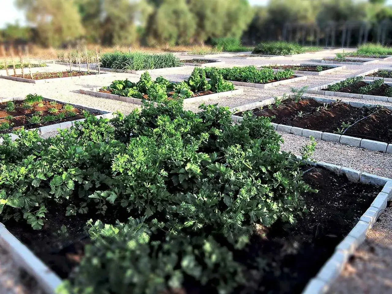 Un rigoglioso food forest con aiuole rialzate piene di verdure fresche, erbe aromatiche e piantine, circondate da ghiaia.