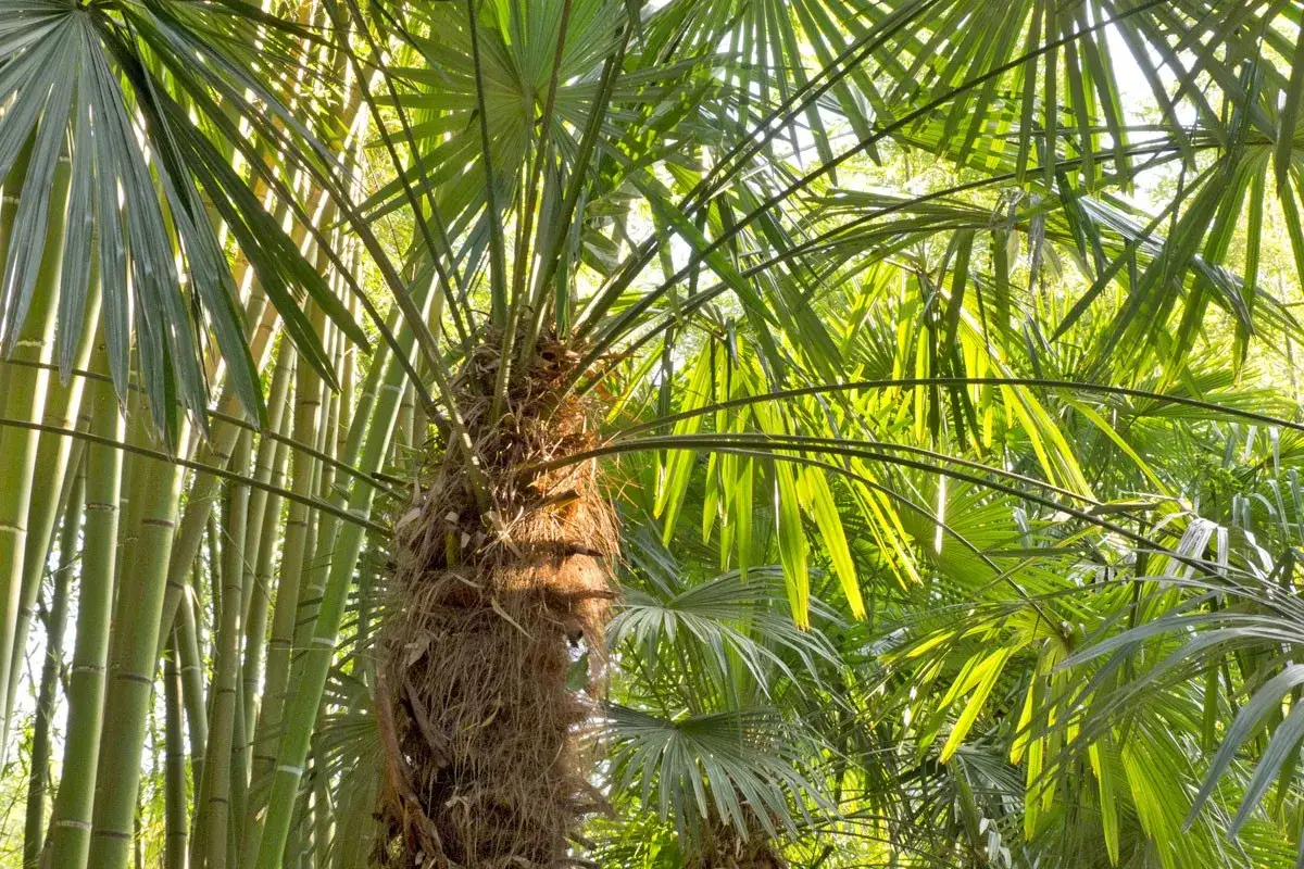 Un tronc fibreux de trachycarpus fortunei se dresse au milieu de feuilles vertes luxuriantes, baign&eacute; par la lumi&egrave;re du soleil.