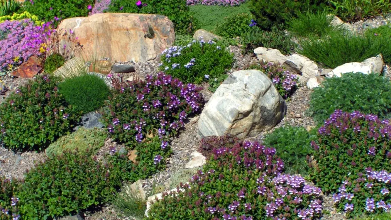 Jardín de rocalla con rocas y flores moradas y rosadas. Aprende como hacer una rocalla con esta inspiración natural.
