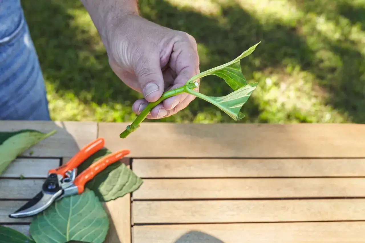 Main tenant une bouture verte, prêt à la planter. Des cisailles de jardin orange sont posées sur une table en bois. Apprenez comment faire une bouture.