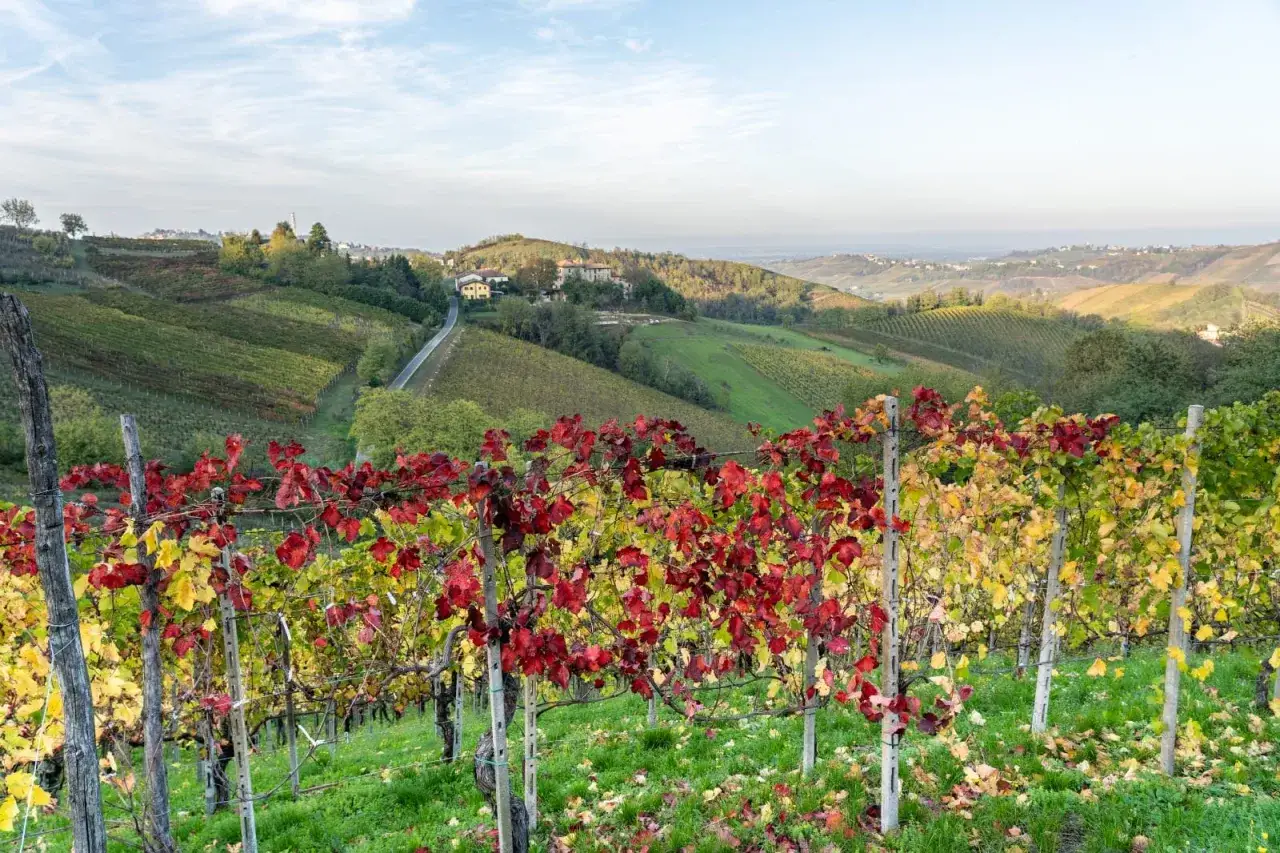 Vigneti collinari in autunno, con foglie di uva rara che virano dal rosso al giallo. Case sparse e un cielo azzurro con nuvole leggere.