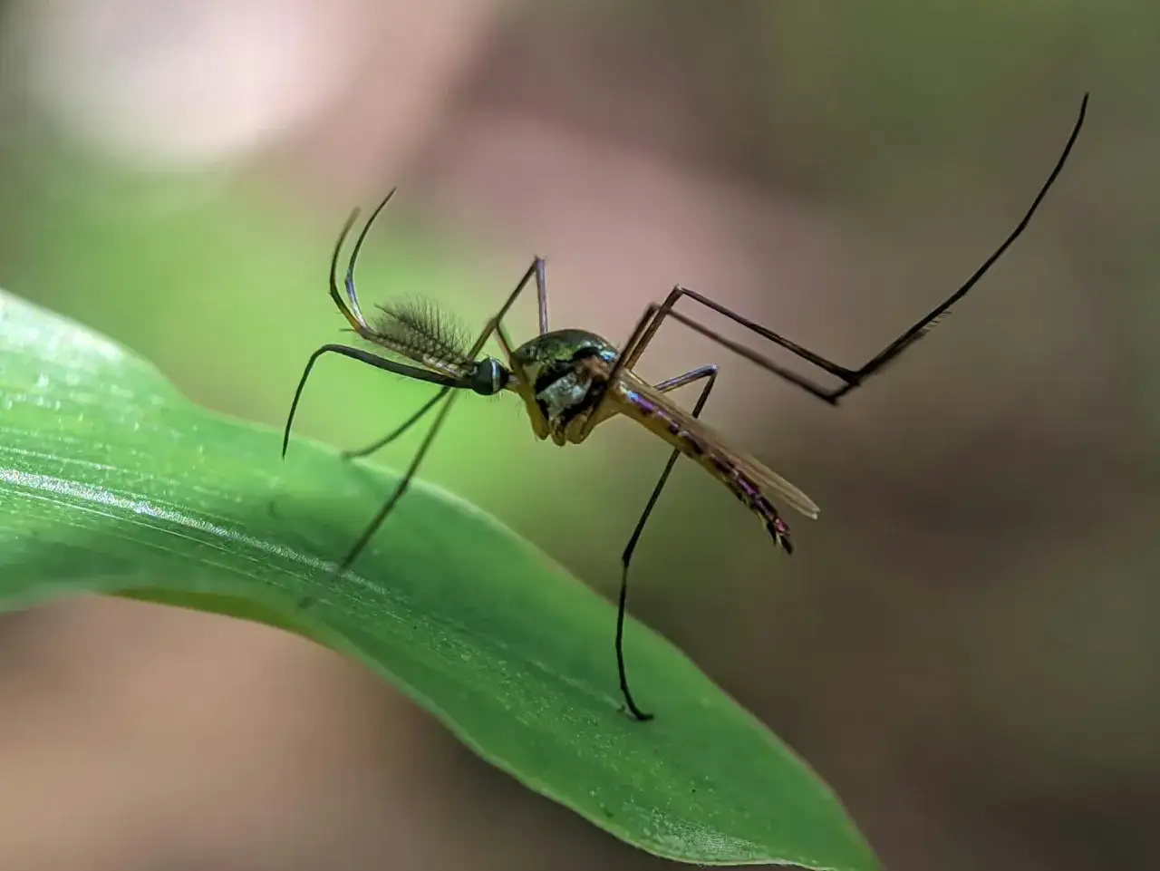 En mygga med långa ben sitter på ett grönt blad. Denna typ av mygga kan sprida malaria, en sjukdom som finns på Bali.