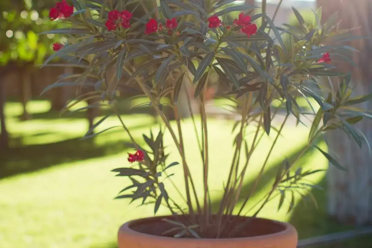 Laurier rose en pot, pr&ecirc;t pour un rempotage. Ses fleurs rouges &eacute;clatent sous le soleil d'&eacute;t&eacute;.