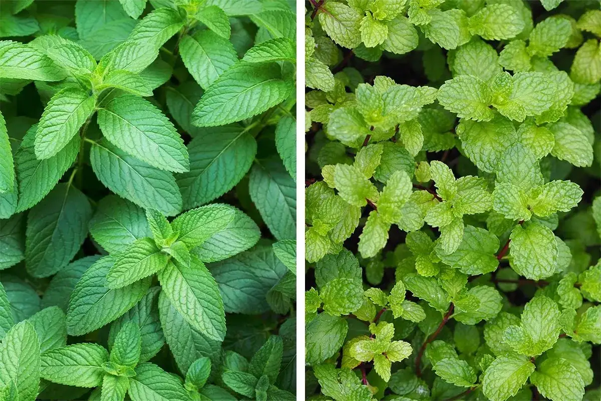 Links: Marokkanische Minze mit gr&ouml;&szlig;eren, glatteren Bl&auml;ttern. Rechts: Pfefferminze mit kleineren, gekr&auml;uselten Bl&auml;ttern.