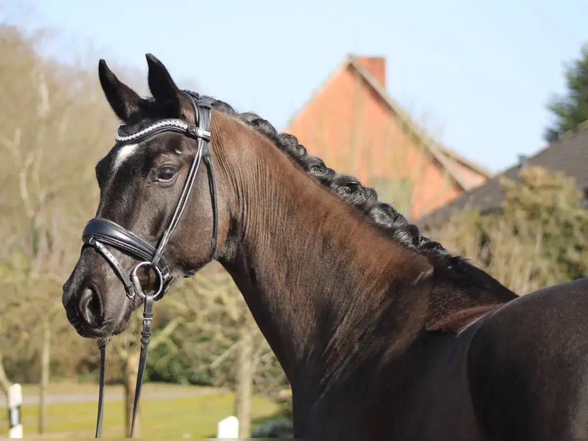 Magnifique cheval hanovrien à la robe foncée, crinière tressée, portant une bride ornée de strass.