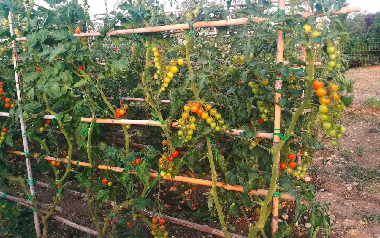 Pomodori maturi e acerbi pendono da tralci verdi, sostenuti da canne. Un vero e proprio macerato di pomodoro in crescita.