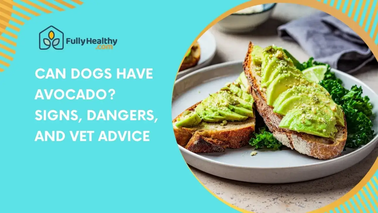 Tostadas con aguacate y kale. &iquest;Los perros pueden comer aguacate? Descubre los peligros y consejos veterinarios.