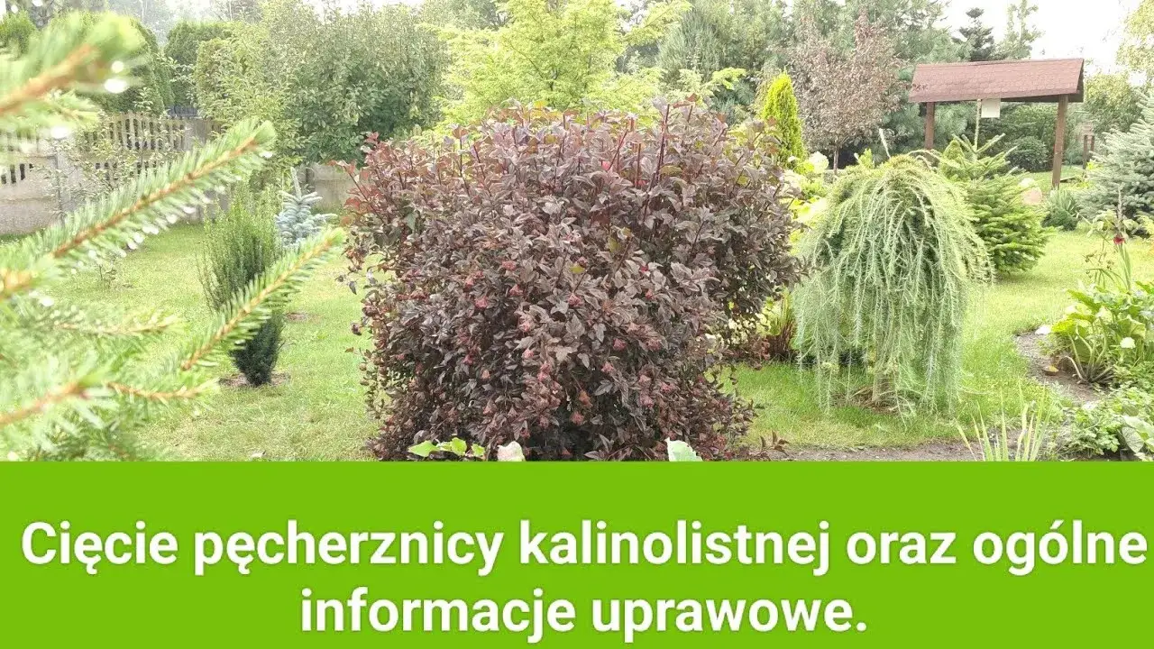 Pęcherznica przed i po cięciu