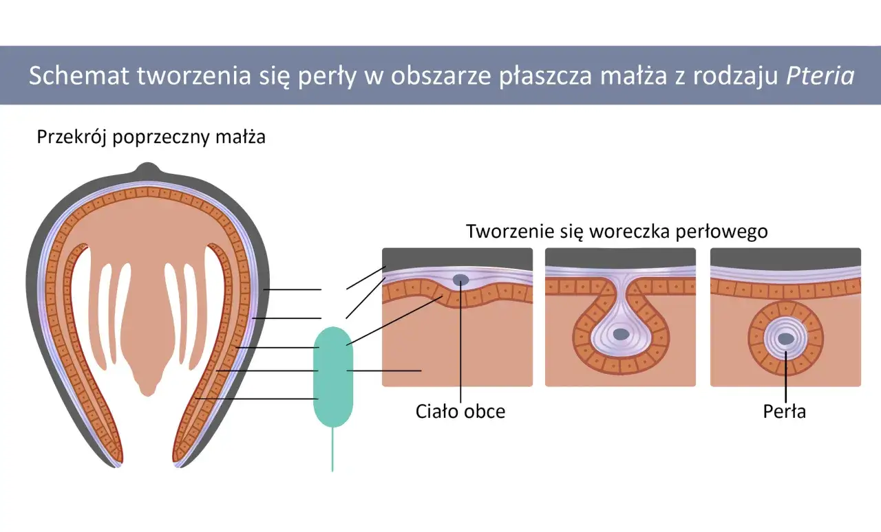 Schemat pokazuje, jak powstają muszle morskie. Ciało obce w płaszczu małża otaczane jest warstwami, tworząc perłę.