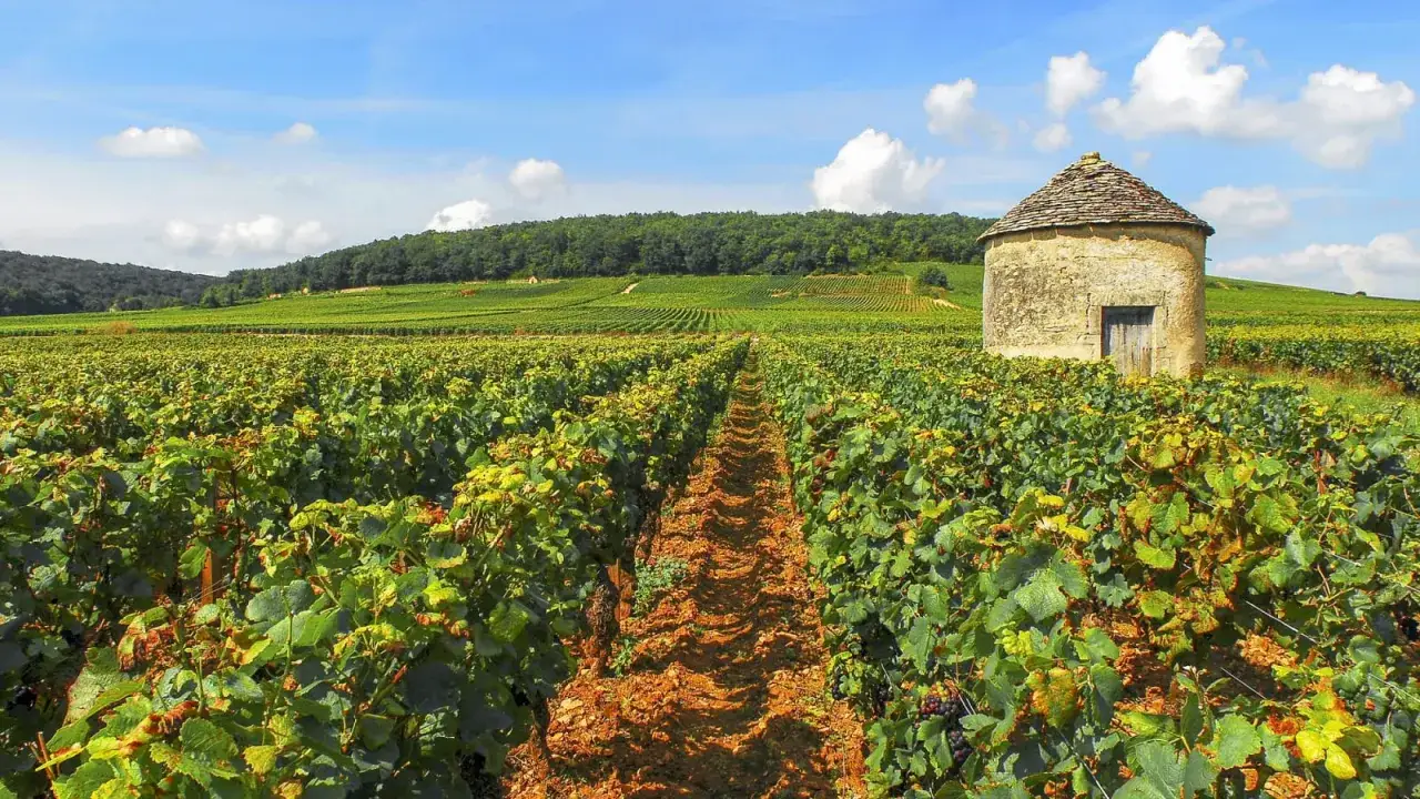 Reihen von Weinreben erstrecken sich bis zum Horizont, wo ein alter Steinturm inmitten der Landschaft steht. Hier wachsen die Trauben f&uuml;r erlesene grand cru Weine.