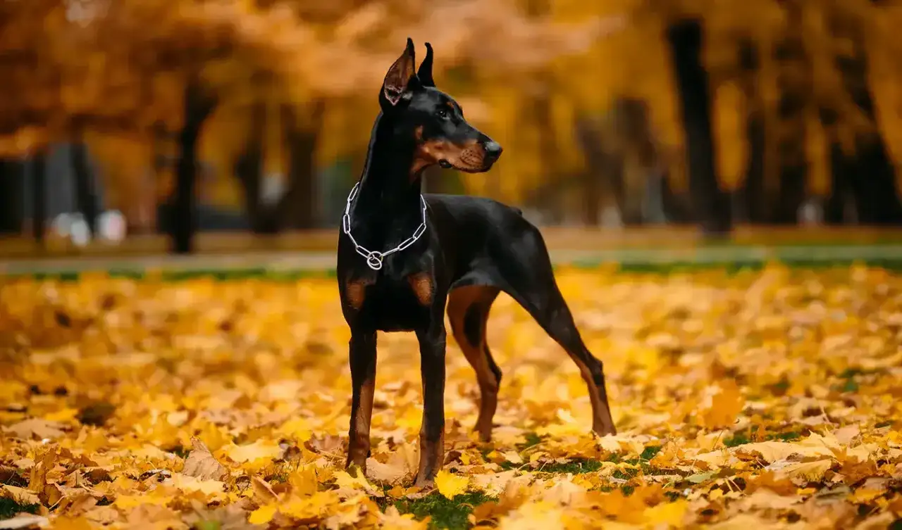 Elegancki doberman z ogonem, w srebrnym łańcuchu, stoi na tle jesiennych liści.