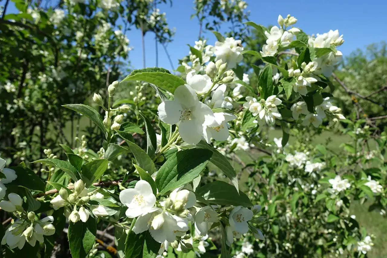 Wei&szlig;e Bl&uuml;ten des Pfeifenstrauchs, der auch als 