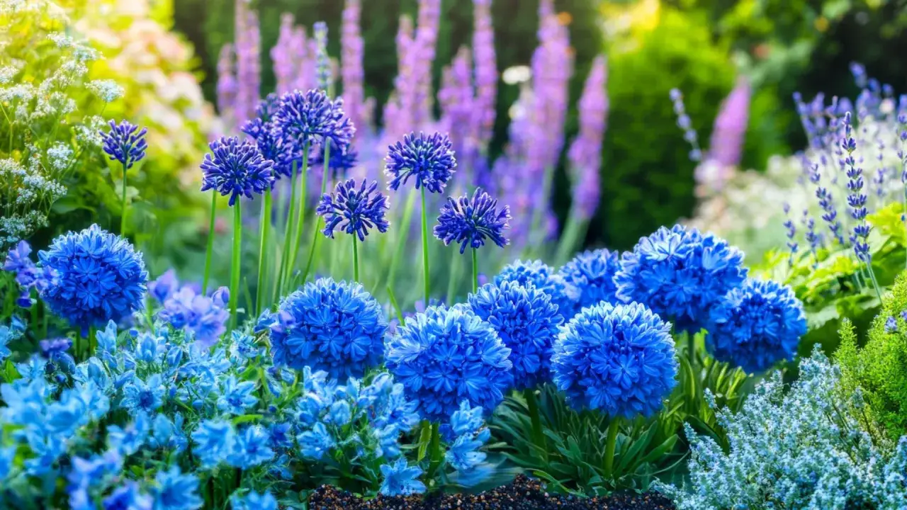 Un parterre de fleurs bleues &eacute;clatantes, avec des boules de fleurs bleues et des grappes de lavande en arri&egrave;re-plan.