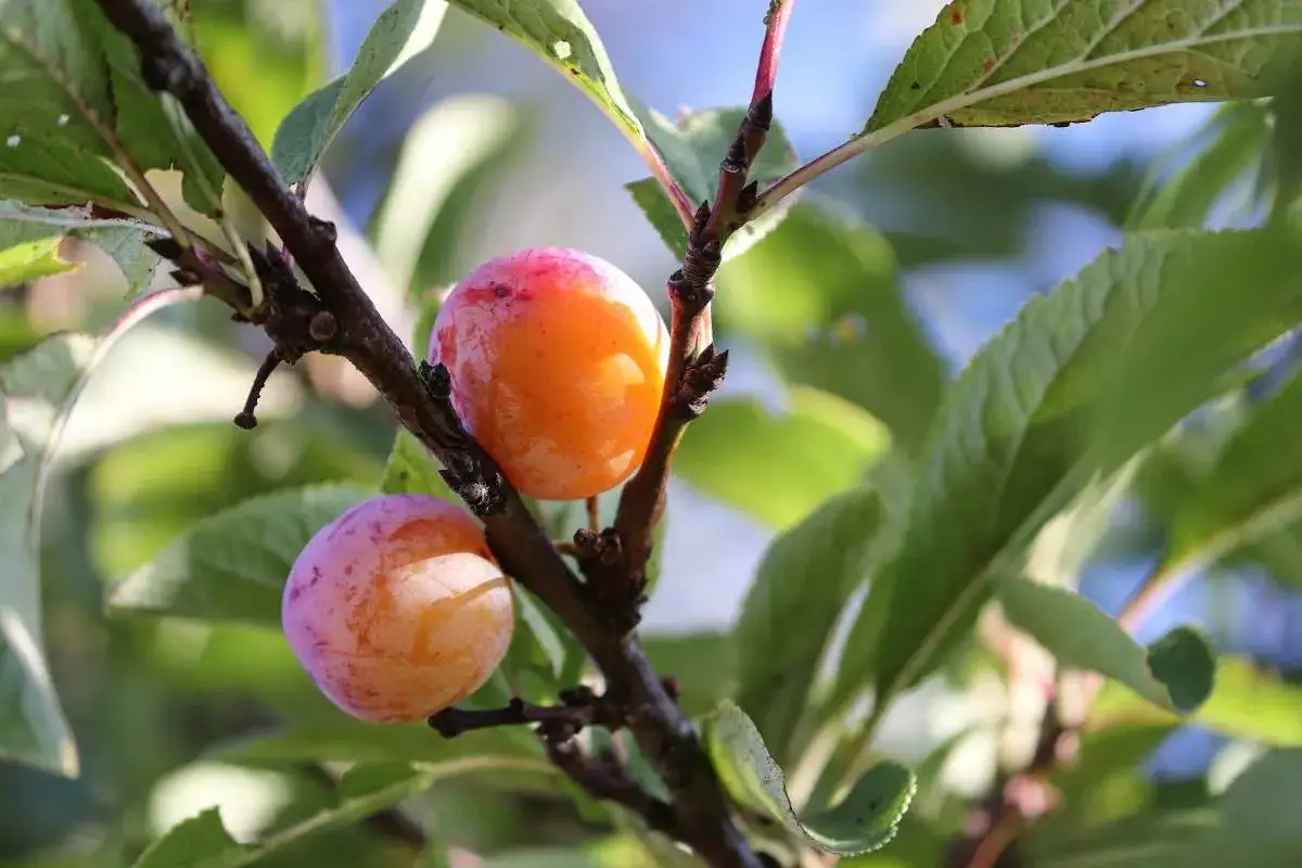 Deux prunes m&ucirc;res, une orange et une rose, pendent &agrave; une branche de prunier du Japon.