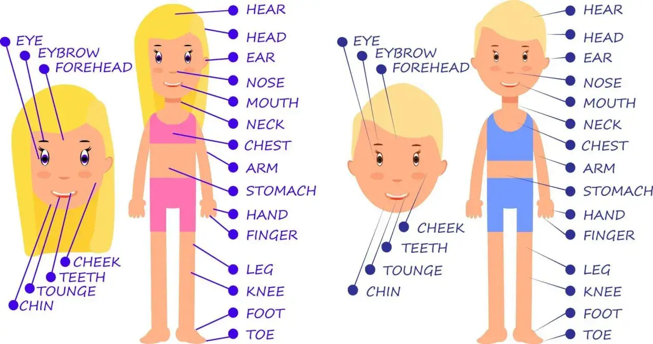 Illustrationen von Kindern, die verschiedene K&ouml;rperteile auf Englisch zeigen. Lerne die englischen Begriffe f&uuml;r body parts wie Auge, Ohr, Nase, Mund, Hand und Fu&szlig;.