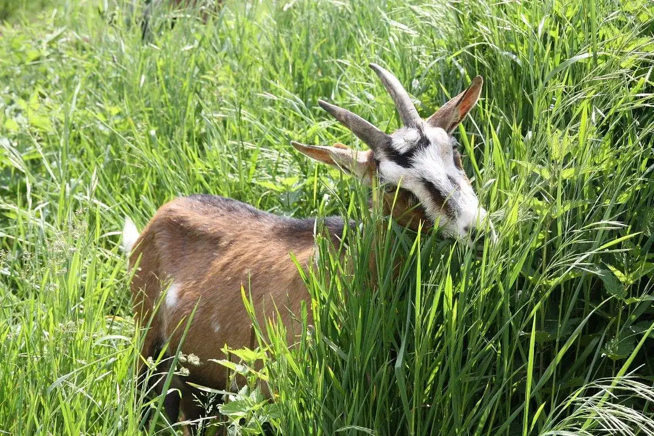 Eine Ziege mit braunem Fell und weißen Markierungen im Gesicht frisst genüsslich hohes, grünes Gras. So sieht man, was fressen Ziegen am liebsten!