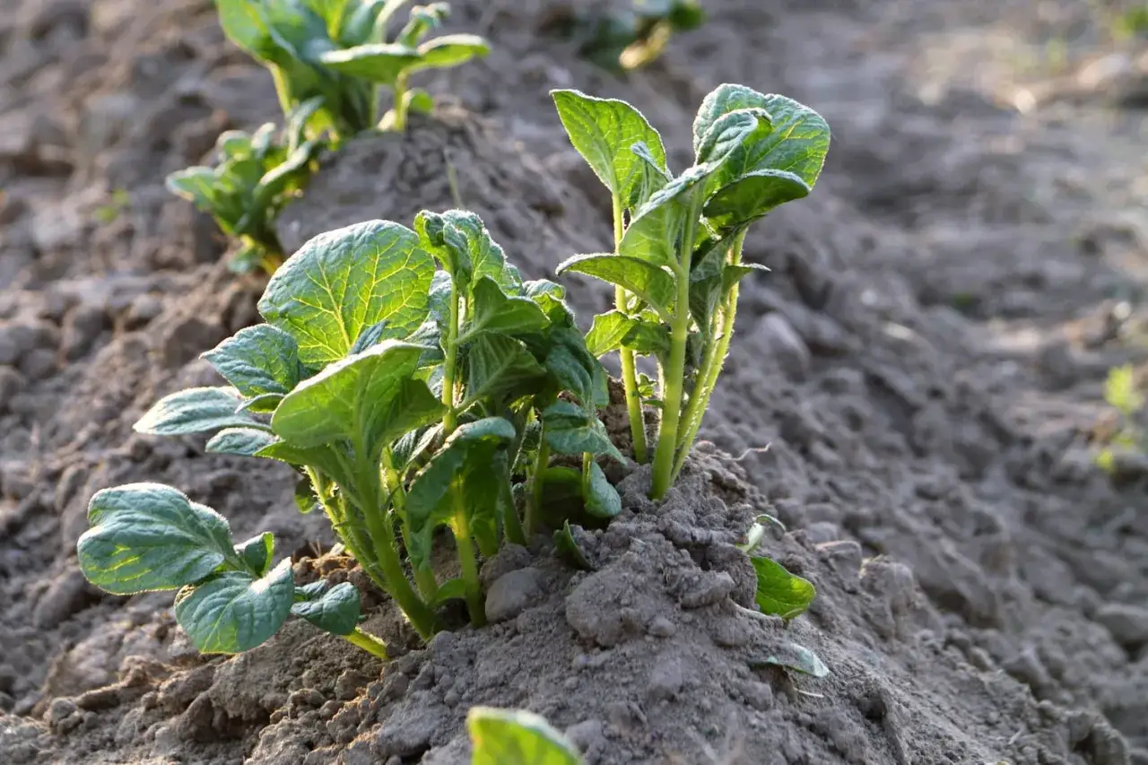 Jeunes pousses de pommes de terre vertes et frisées, prêtes à pousser dans la terre.