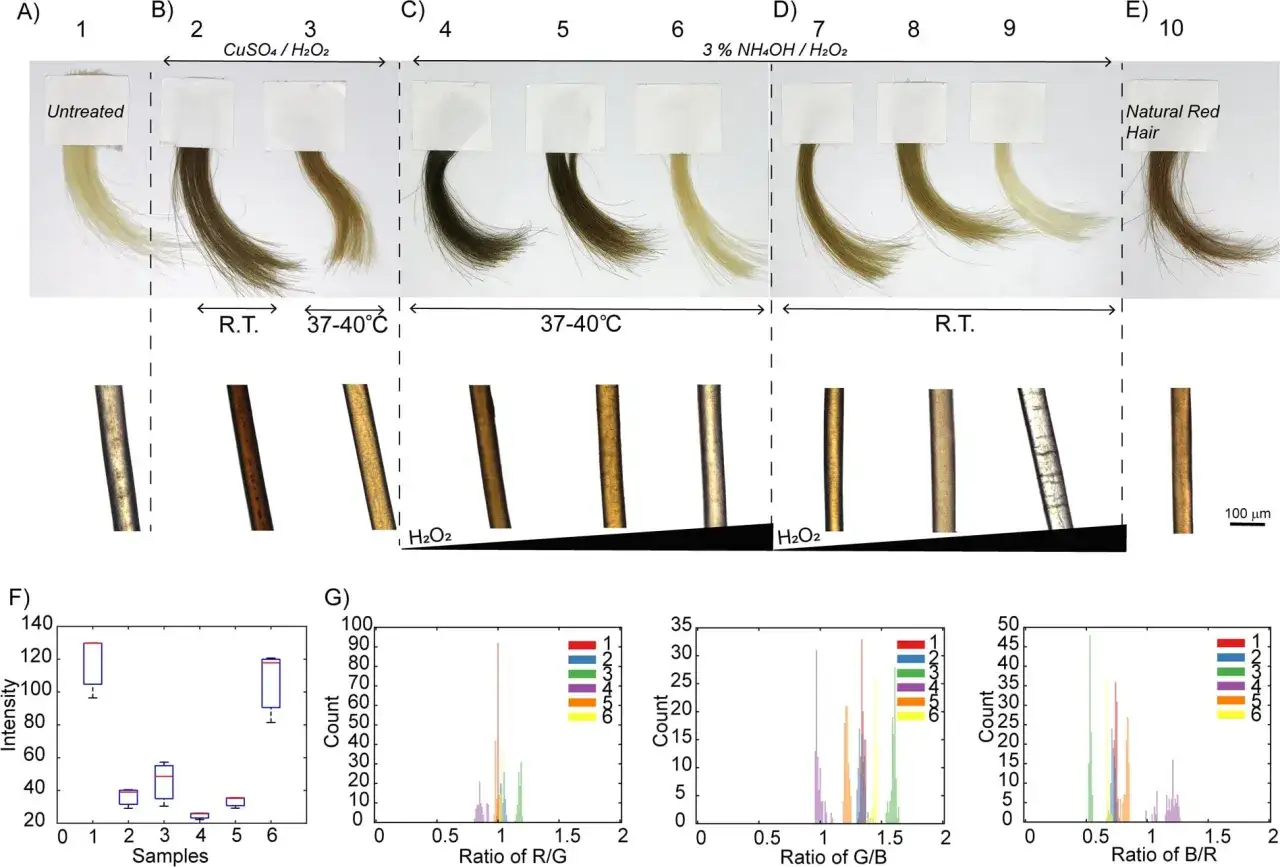 Haarproben zeigen Farbver&auml;nderungen nach Behandlung. Die Intensit&auml;t und Farbverh&auml;ltnisse (R/G, G/B, B/R) werden analysiert, um die Wirkung von Chemikalien auf das Haar und dessen Melanin zu verstehen.