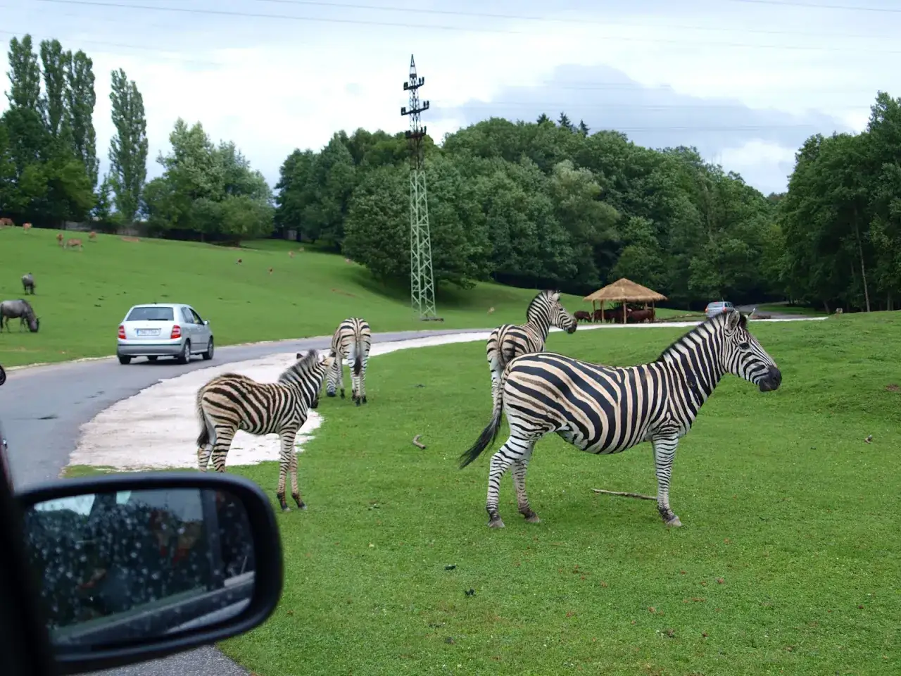Zebr w czeskim zoo, jak na prawdziwym safari. Zwierzęta pasą się na zielonej łące obok drogi, gdzie przejeżdża samochód.