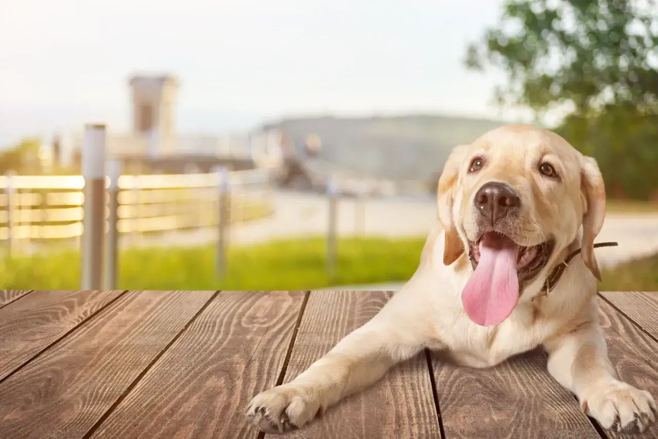 Szczęśliwy, młody labrador leży na drewnianym stole. Zastanawiasz się, ile waży dorosły labrador? Ten piesek jest uroczy!