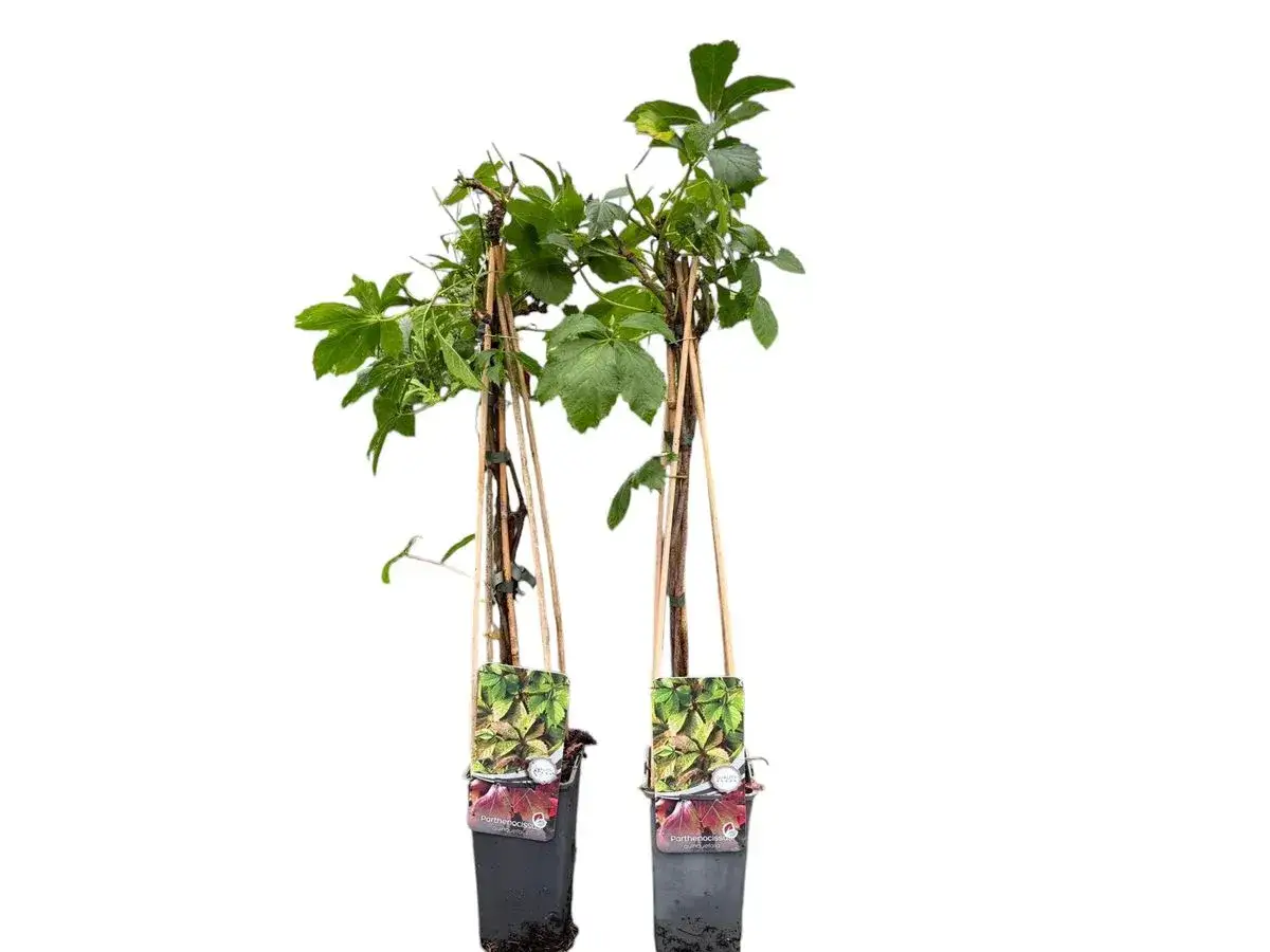 Dos plantas de parra virgen en maceta, listas para trepar y dar color.