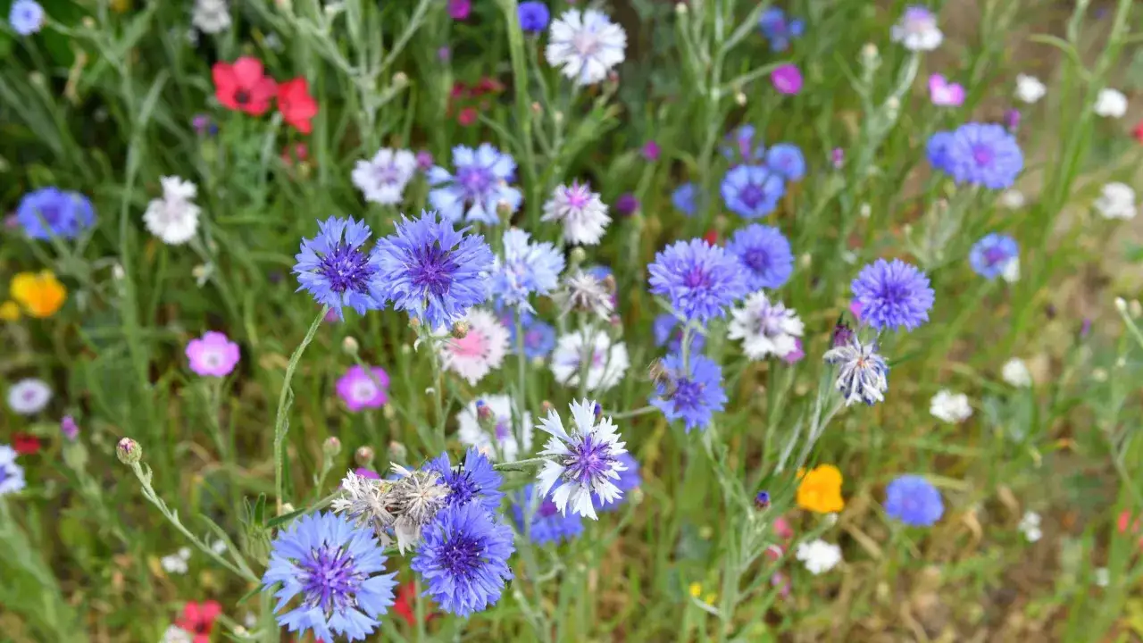 Eine bunte Blumenwiese mit Kornblumen, Mohn und anderen Wildblumen, die zum Anlegen einer bl&uuml;henden Oase einl&auml;dt.