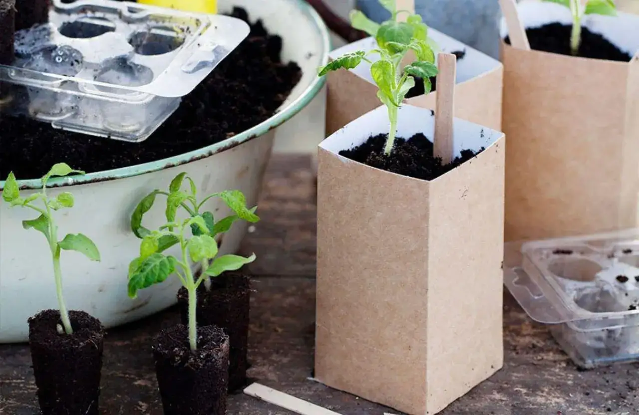 Sm&aring; tomatplantor planteras om i bruna papperskrukor och jord. En plastbricka med tomma celler syns i bakgrunden.