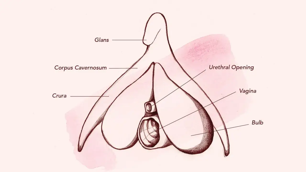 Anatomia kobiecej intymności: glans, corpus cavernosum, crura, cewka moczowa, pochwa i bulbus. Wiedza to klucz, jak doprowadzić kobietę do orgazmu.