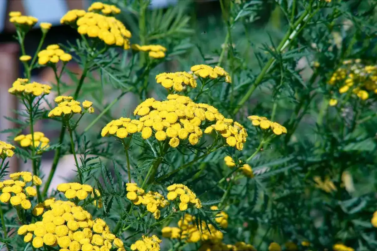 Fleurs jaunes vives de tanaisie, une plante souvent utilisée pour faire du purin de tanaisie, repoussent les insectes indésirables.