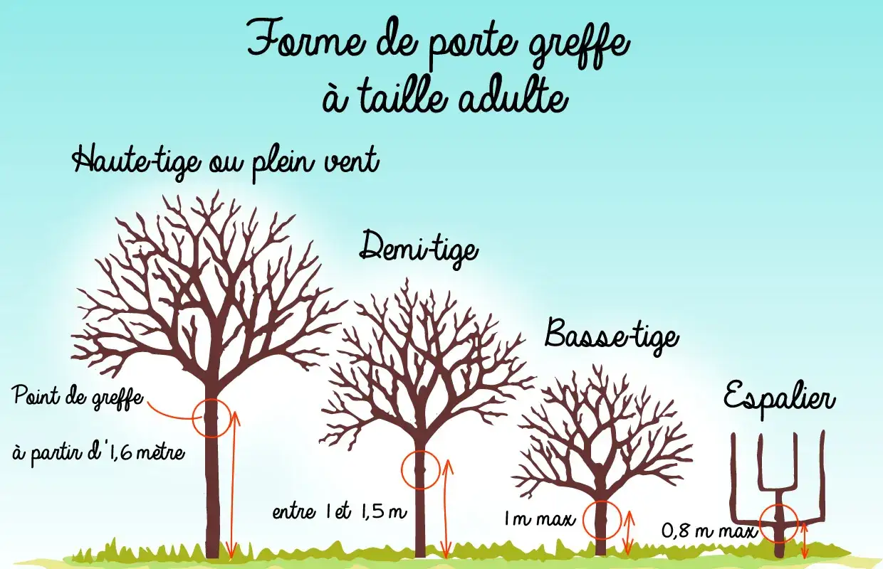 Illustration montrant différentes formes de porte-greffe pour greffer un pommier : haute-tige, demi-tige, basse-tige et espalier, avec indications de hauteur.