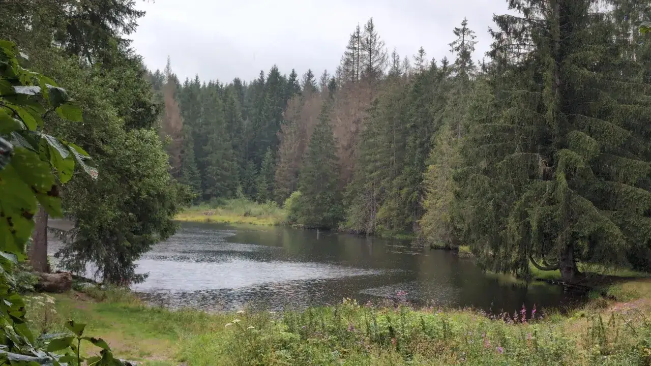 Der Ochsenbacher Teich, umgeben von dichten Nadelw&auml;ldern und &uuml;ppiger Ufervegetation, spiegelt den bew&ouml;lkten Himmel wider.