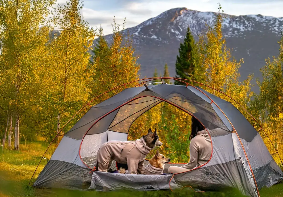 Tv&aring; hundar och en person myser i ett t&auml;lt under h&ouml;stens f&auml;rger. En perfekt dag f&ouml;r att campa med hund i fj&auml;llen.