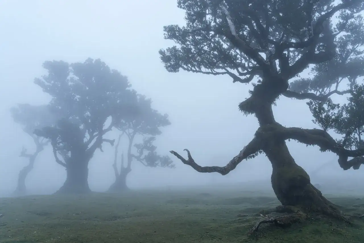 Mystische Bäume im Nebel, die an einen Feenwald auf Madeira erinnern. Ein knorriger Baum im Vordergrund streckt seine Äste wie Arme aus.